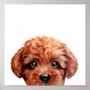 Affiche de caniche de jouet