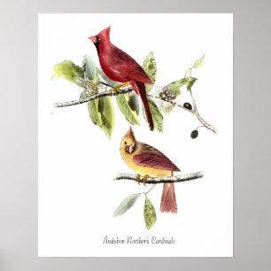 Affiche de Cardinaux rouges d'Audubon