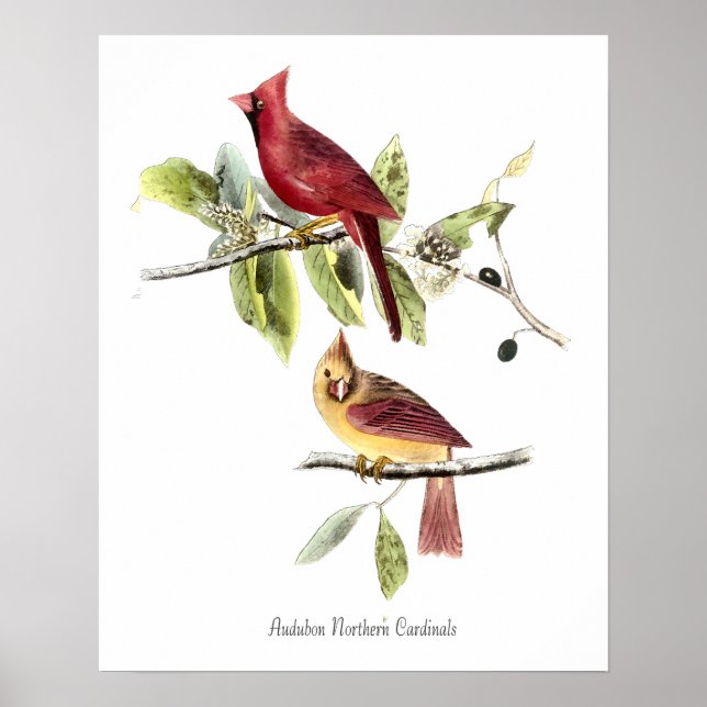 Affiche de Cardinaux rouges d'Audubon (Devant)