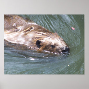 Affiche de castor