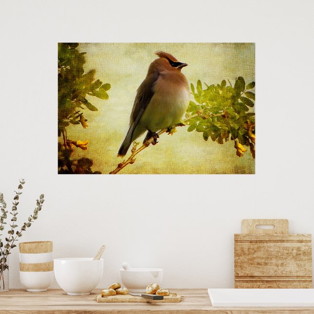 Affiche de Cedar Waxwing texturée (Cuisine)