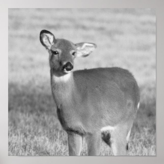 Affiche de cerf (Devant)