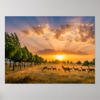 Affiche de cerfs au coucher de soleil doré - Troup