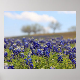 Affiche de champ de bleuets
