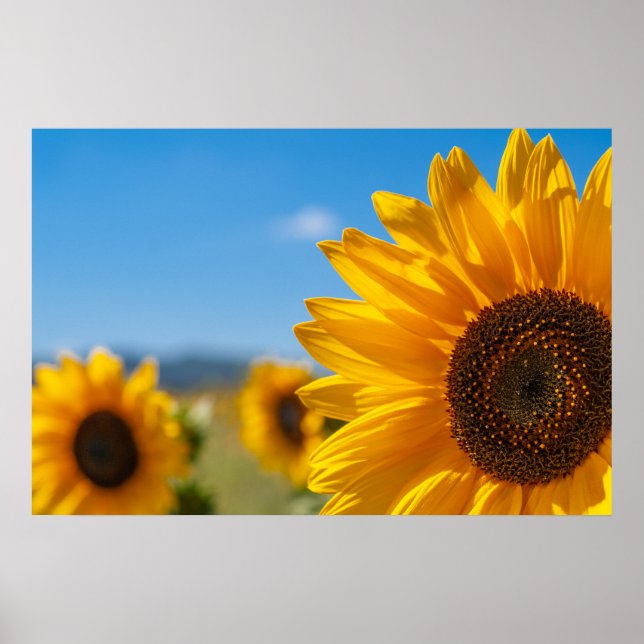 Affiche de champ de tournesols (Devant)