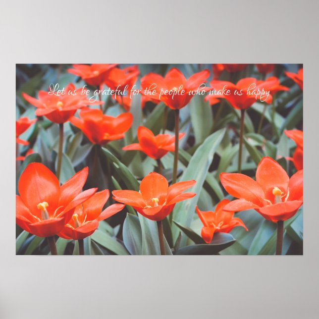 Affiche de champ de tulipes rouges (Devant)
