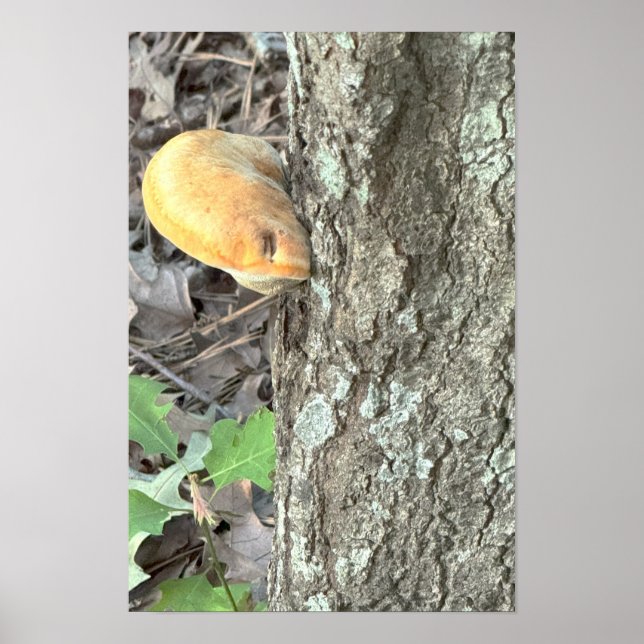 Affiche de champignon d'arbre (Devant)