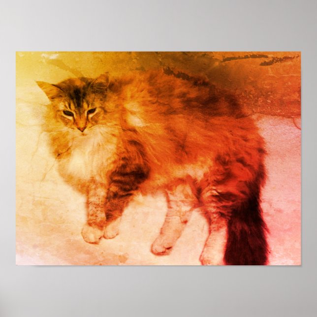 Affiche de chat (Devant)