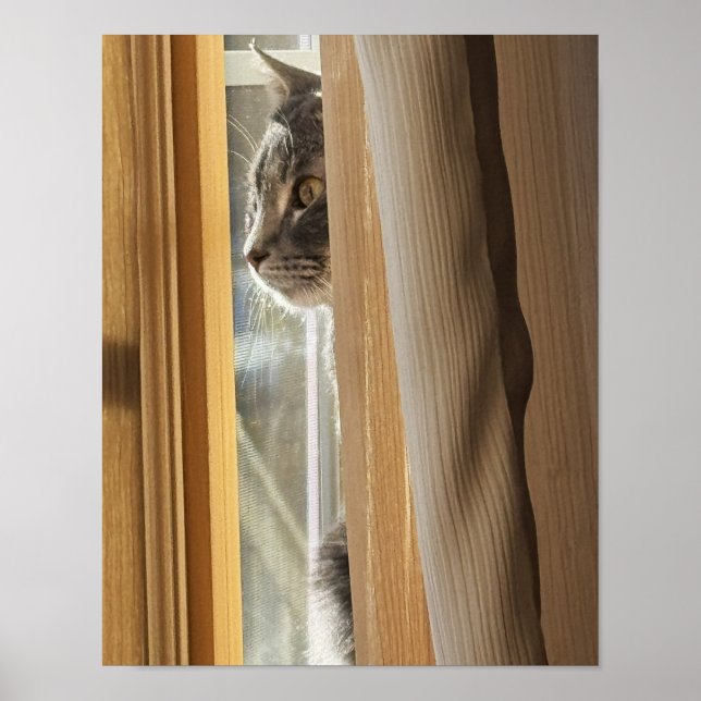 Affiche de chat derrière le rideau (Devant)