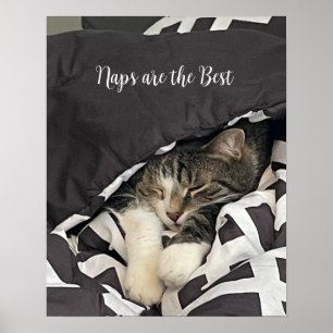 Affiche de chat endormi