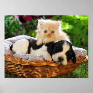 Affiche de chat et de chien