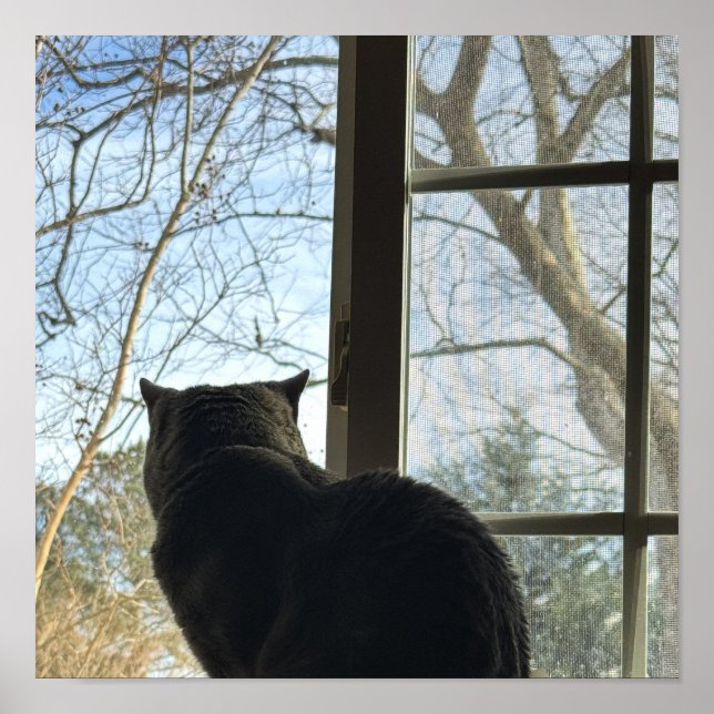 Affiche de chat regardant par la fenêtre (Devant)