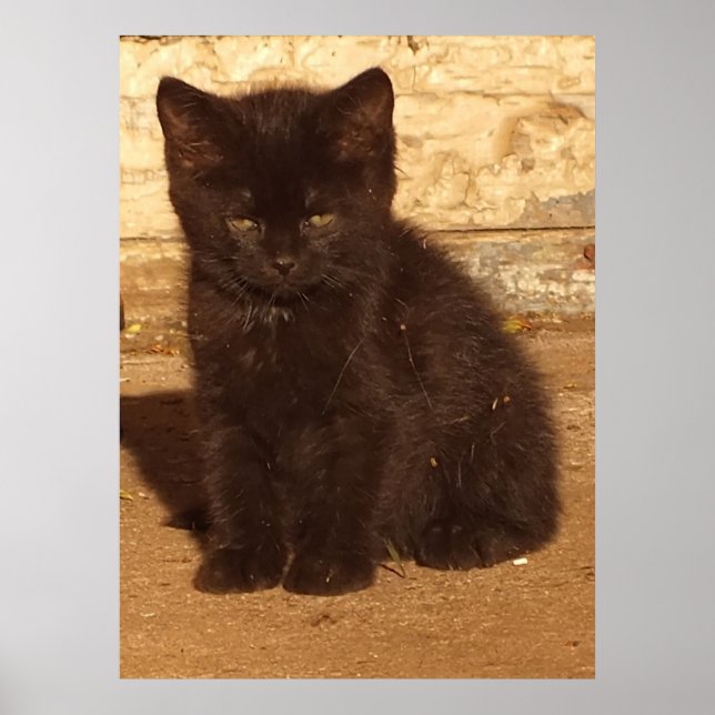 Affiche de chaton noir duveteux (Devant)