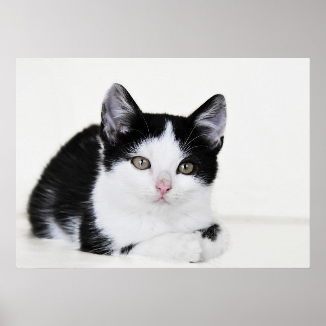 Affiche de chaton pensif noir et blanc (Devant)