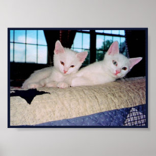 Affiche de chatons Turkish Angora
