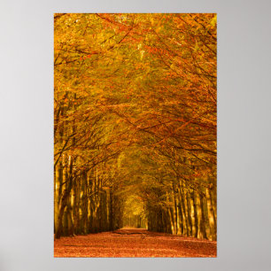 Affiche de chemin pédestre à travers la forêt en a