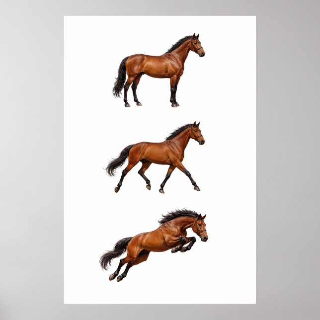 Affiche de cheval brun élégant pour mur (Devant)