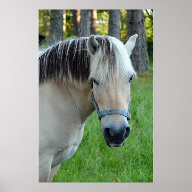 Affiche de cheval de Fjord norvégien (Devant)