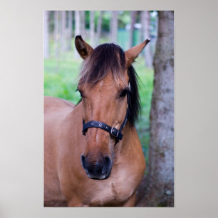 Affiche de cheval de Fjord norvégien