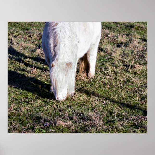 Affiche de cheval miniature (Devant)