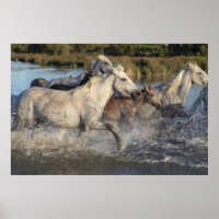 affiche de chevaux en course