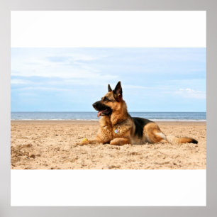 Affiche de chien de berger allemand