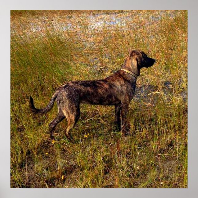Affiche de chien de chasse dans les zones humides (Devant)