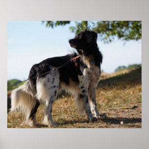 Affiche de chien d'épagneul de Bretagne
