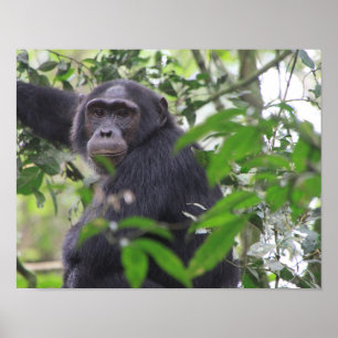 Affiche de chimpanzé