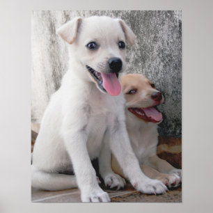 Affiche de chiot blanc mignon