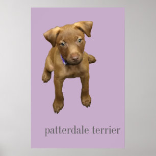 Affiche de chiot de Patterdale Terrier