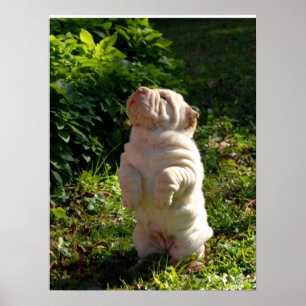 Affiche de chiot de Shar-pei de Chinois