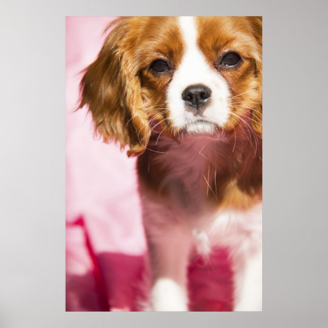 Affiche de chiot femelle King Charles Spaniel (Devant)