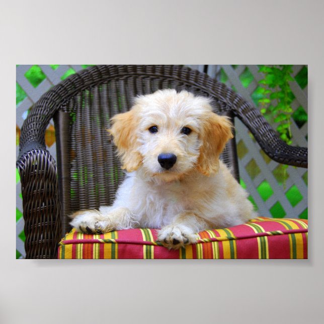 Affiche de chiot Golden Doodle (Devant)