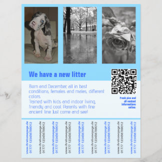affiche de chiots à vendre avec QR code