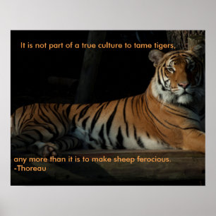 Affiche de citation de tigre