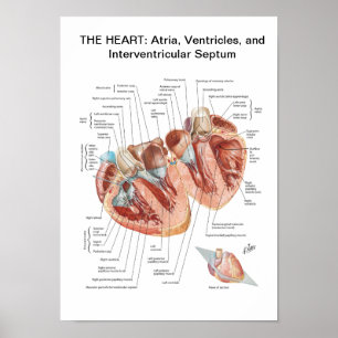 Affiche de coeur de Netter dans la section