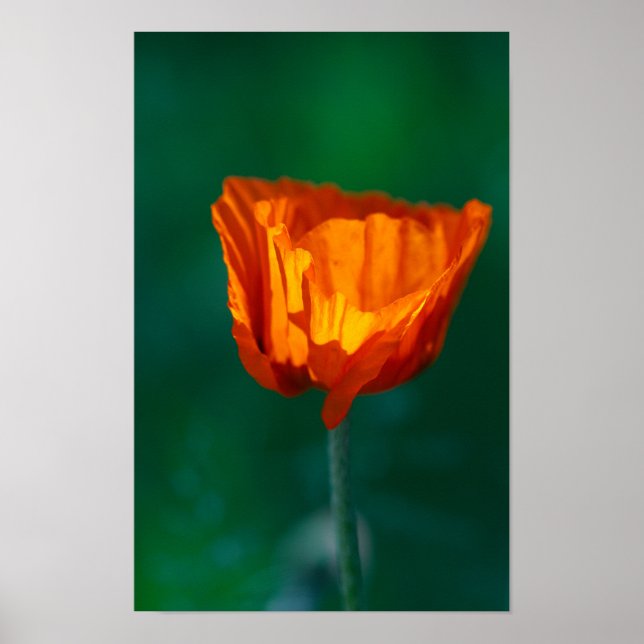 Affiche de coquelicot rouge (Devant)
