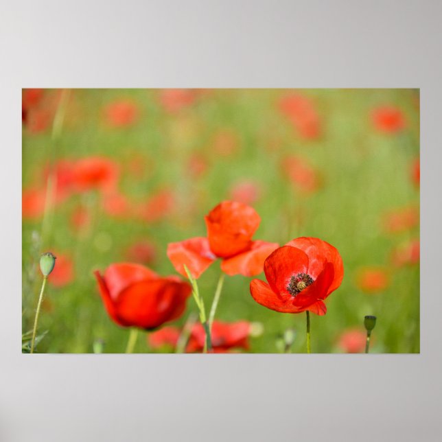 Affiche de coquelicots dans un champ de coquelicot (Devant)