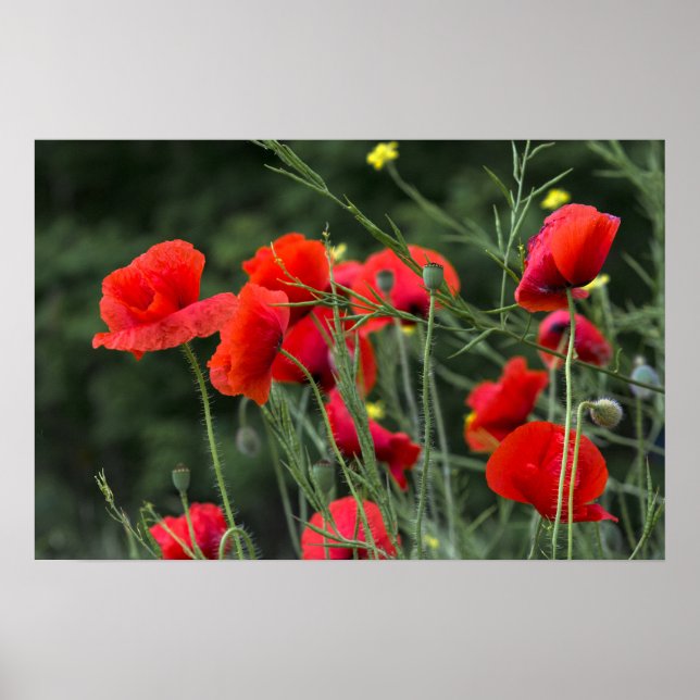 Affiche de coquelicots - Photographie de fleurs da (Devant)