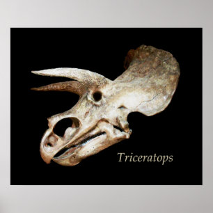 Affiche de crâne de Triceratops