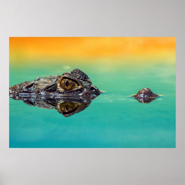 Affiche de crocodile sur une étendue d'eau calme (Devant)