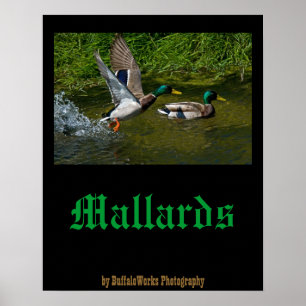 Affiche de décollage de colvert