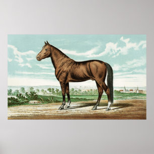 affiche de décoration pour cheval vintage du Cute 