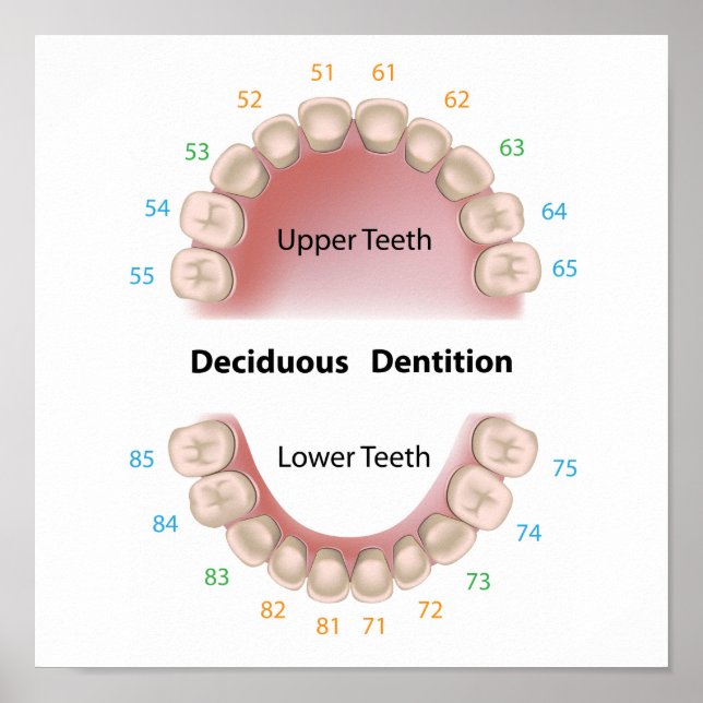 Affiche de dentition décidue (dents de bébé) (Devant)