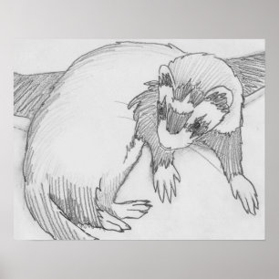 Affiche de dessin de furet de "bébé"