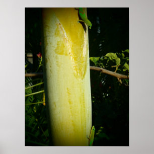 Affiche de deux geckos hawaïens