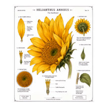 Affiche de diagramme d'anatomie florale | Floral v