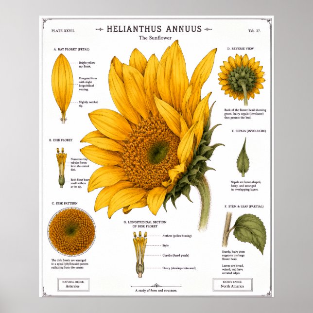 Affiche de diagramme d'anatomie florale | Floral v (Devant)