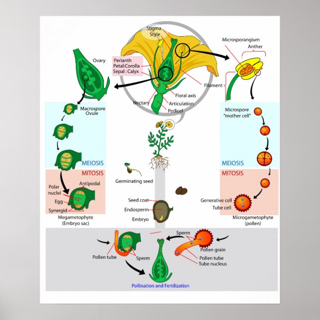 Affiche de diagramme du cycle de vie d'une plante  (Devant)